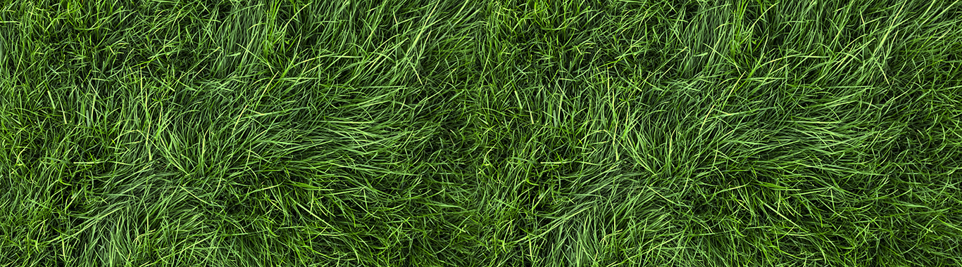 overhead view of grass