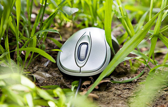 moue-in-grass