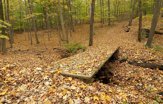 Fallen foliage covering a forest floor